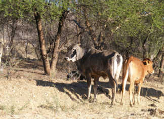 Namibian red meat producers face ‘perfect storm’ Namibian red meat producers face ‘perfect storm’