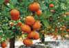 ClemenGold mandarins
