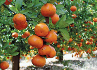 ClemenGold mandarins