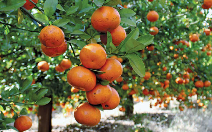 ClemenGold mandarins