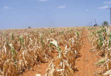 ‘Parts of the Free state must be declared a disaster area’ ‘Parts of the Free state must be declared a disaster area’