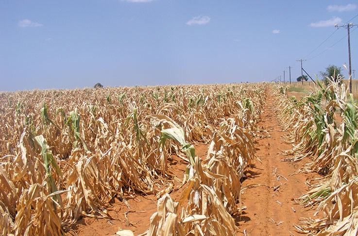 ‘Parts of the Free state must be declared a disaster area’ ‘Parts of the Free state must be declared a disaster area’
