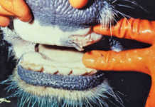 SA’s foot-and-mouth disease-free status temporarily suspended SA’s foot-and-mouth disease-free status temporarily suspended