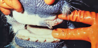 SA’s foot-and-mouth disease-free status temporarily suspended