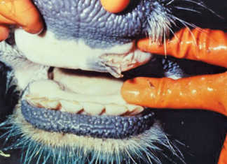 SA’s foot-and-mouth disease-free status temporarily suspended