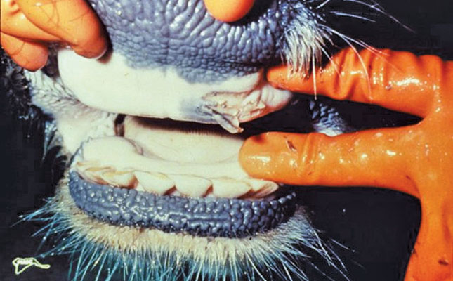 SA’s foot-and-mouth disease-free status temporarily suspended SA’s foot-and-mouth disease-free status temporarily suspended