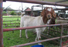 Goat Agribusiness Conference