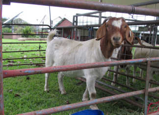 Third Goat Agribusiness Conference Goat Agribusiness Conference