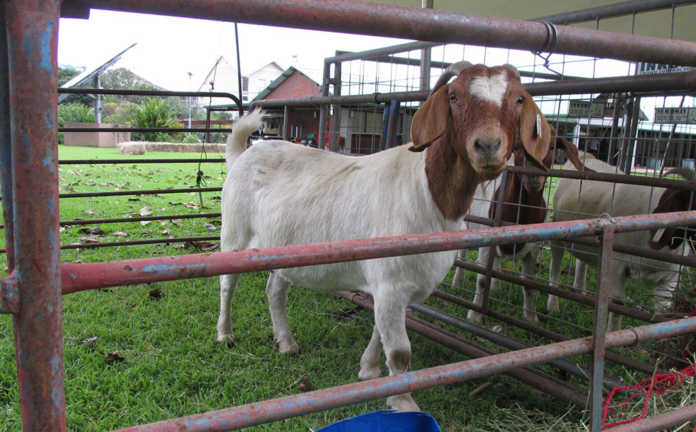 Goat Agribusiness Conference