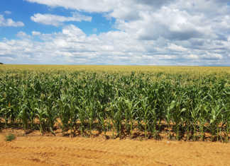 France bans widely-used herbicide France bans widely-used herbicide