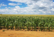 ‘Government’s land reform statistics not accurate’ ‘Government’s land reform statistics not accurate’