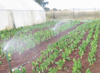 Agri partnerships lead to success for young female farmer