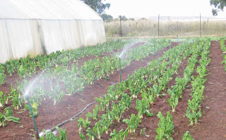 Agri partnerships lead to success for young female farmer Agri partnerships lead to success for young female farmer