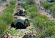 National Rooibos Day: celebrating one of SA’s favourite exports