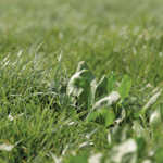 Rye grass and chicory