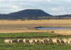 Afrino sheep excels in producing mutton and wool on the veld Afrino excels in producing mutton and wool on the veld