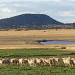 Afrino excels in producing mutton and wool on the veld