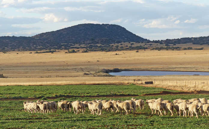 Afrino excels in producing mutton and wool on the veld