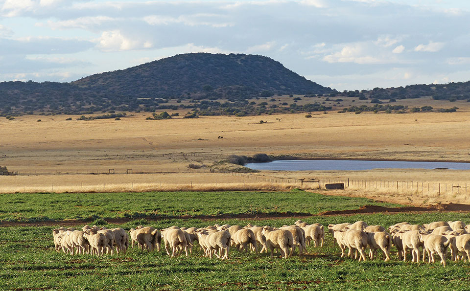 Afrino excels in producing mutton and wool on the veld