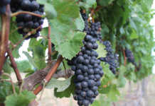 R300 million wine cellar merger in Robertson