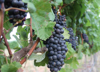 R300 million wine cellar merger in Robertson R300 million wine cellar merger in Robertson