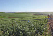 Call for grain and oilseed indaba in SA Call for grain and oilseed indaba in SA