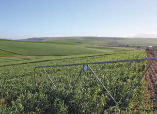 Call for grain and oilseed indaba in SA