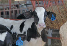 Holstein calf