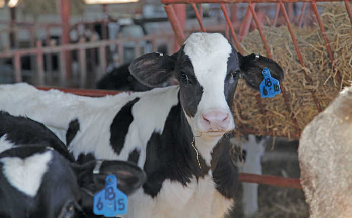 Holstein calf