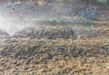 Home gardens: irrigate sensibly and economically