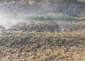 Home gardens: irrigate sensibly and economically
