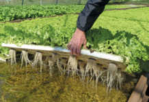Adaptation key to vegetable farmer’s sustainable growth Lettuce in hydroponic floating raft