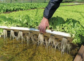 Lettuce in hydroponic floating raft