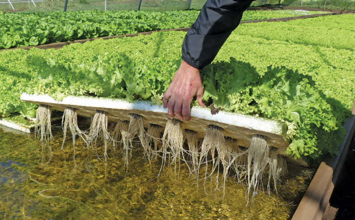 Lettuce in hydroponic floating raft