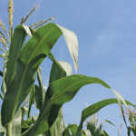 Maize crop forecast not as dire as it seems - economist