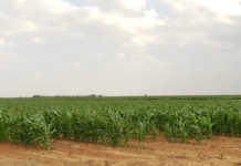 Crop estimate for maize ‘better than expected’ Crop estimate for maize ‘better than expected’