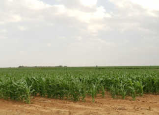 Crop estimate for maize ‘better than expected’