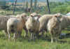 Stock thieves slaughter 30 sheep on Mpumalanga farm Stock thieves slaughter 30 sheep on Mpumalanga farm