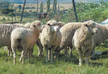 Stock thieves slaughter 30 sheep on Mpumalanga farm