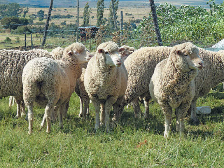 Stock thieves slaughter 30 sheep on Mpumalanga farm Stock thieves slaughter 30 sheep on Mpumalanga farm