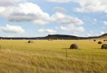 New Year’s messages from agri leaders