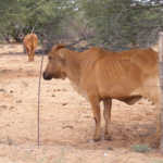 ‘Drought keeps taking a toll on SA farmers’