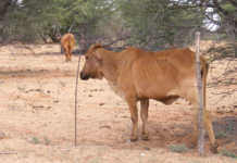 ‘Drought keeps taking a toll on SA farmers’ ‘Drought keeps taking a toll on SA farmers’