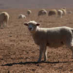 A more profitable way of running livestock
