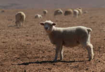 A more profitable way of running livestock