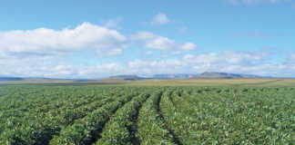 Soya bean crop