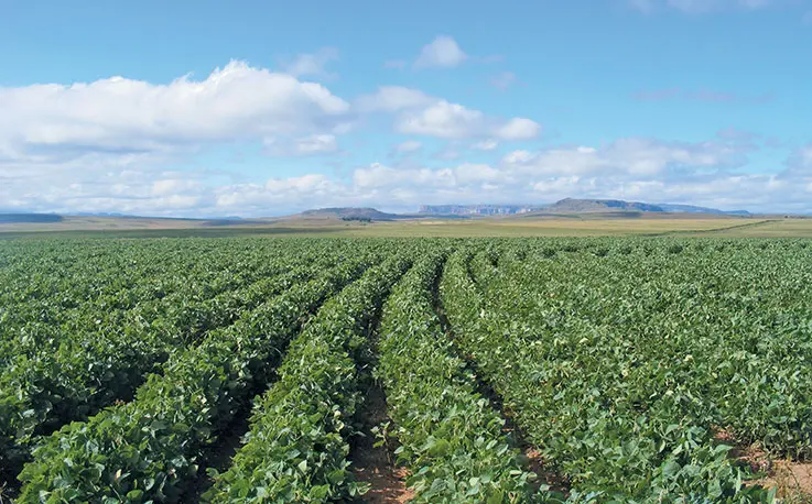 Soya bean crop