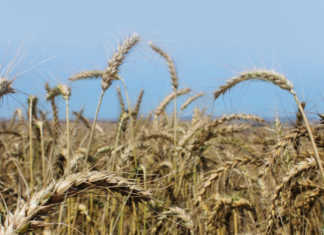 TWK milling pays R,8 million penalty in collusion case