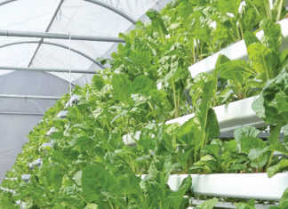A hydroponic farm