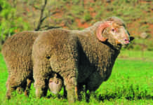 Foot-and-mouth disease hampers hide and skin exports